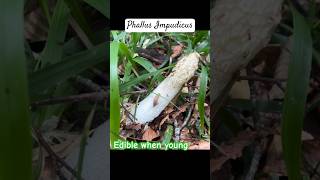 Phallus Impudicus ВеселкаСморчок Вонючий MedicalЛечебный гриб fungi mushroom 2024 foraging [upl. by Etteloc]