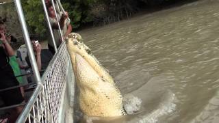 Jumping crocodile pt 1 Adelaide River 15711 [upl. by Ayaros529]