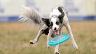 fetch dog show [upl. by Vincenty]