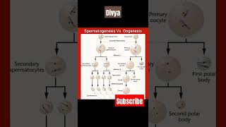 Spermatogenesis ampOogenesisscience biology neet competition medical educationytshorts viral [upl. by Olra]