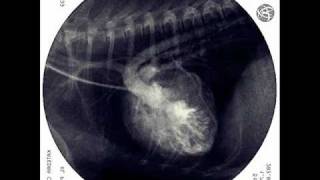 Tetralogy of Fallot in dog XRAY fluoroscopic examination [upl. by Iams666]