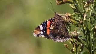 Red admiral  Адмирал  Vanessa atalanta [upl. by Oiratnom]