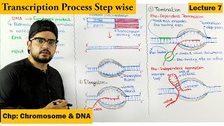 Transcription  Gene Expression  Lecture 7 [upl. by Payson]