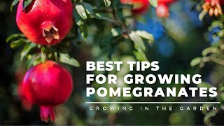 HOW to PLANT and GROW POMEGRANATES plus WHEN to HARVEST HOW to EAT and what to do about BUGS [upl. by Alurta]