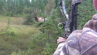 The best archery shots on video bowhunting  StuckNtheRut [upl. by Ruthann]