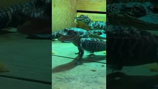 conservation education teaching animals reptiles alligator follow like ytshorts [upl. by Gaultiero477]