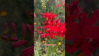 Crocosmia  Lucifer Flower [upl. by Genna]