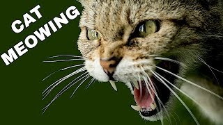 Cat Sound Effect  Cat Meowing [upl. by Bremser]