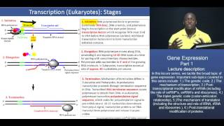 GAMSAT Gene expression  Part 2  Stages of Eukaryotic Transcription [upl. by Barger]