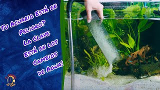 Cambia el Agua La Clave para un Acuario Perfecto [upl. by Kronfeld]