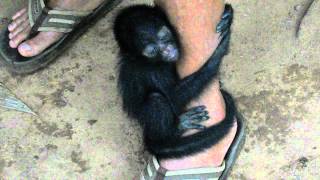 baby spider monkey [upl. by Enilauqcaj]