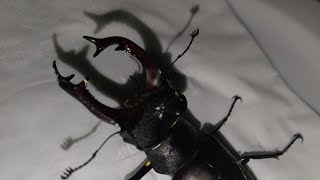 Lucanus cervus ciervo volador europeo [upl. by Ayifa]