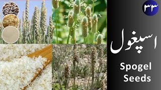 Ispaghol اسپغول Spogel Seeds uses and properties [upl. by Mariko]