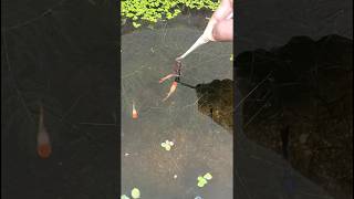 How to feed frozen fish food to fishes  Bloodworms  Moina [upl. by Alyakcm]