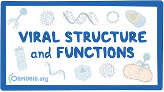 Viral Structure and Functions [upl. by Maddock]