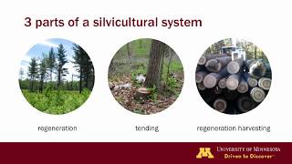 Silviculture terminology [upl. by Rollet49]