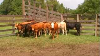 PIEDMONTESE ORGANIC BEEF CATTLE [upl. by Elleinod825]