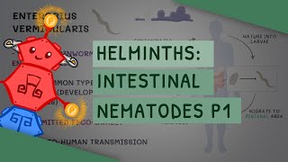 Helminths Intestinal Nematodes Part 1 features clinical importance diagnosis treatment [upl. by Ordway]