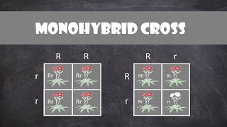 Monohybrid Cross  Genetics [upl. by Ion324]