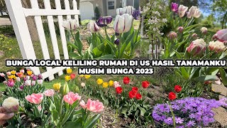 Jalan Keliling Laman Tengok Bunga Local Tulip Dah Blooming  Pokok Saffron Lebatnya Bunga [upl. by Carper160]