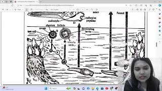 Herdmania Retrogressive Metamorphosis Explained  B Sc Sem II BSc 2nd Zoology  Neha Manjari [upl. by Oiceladni]