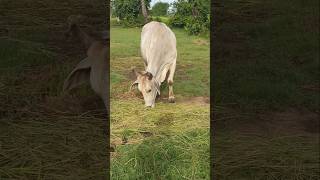 Cow grazing grazing cow animalfarming cattlerearing wildlife animals [upl. by Nivlad]