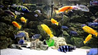 African Cichlids Malawi Aquarium 700 L 1080p HD [upl. by Lette]