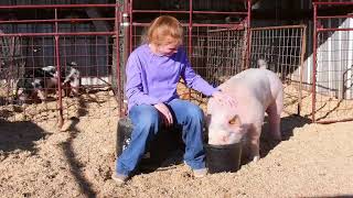 2024 Mason County Junior Livestock Show [upl. by Nathalia]