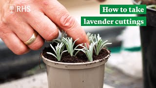 How to take lavender cuttings  The RHS [upl. by Niroht]