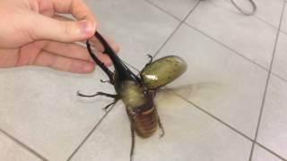 Largest beetle in the world flies [upl. by Natsirhc]