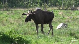 Schweden Elchpark Lagan Älgpark Elk Park Elk Shop Småland Novasol Sweden Ljungby [upl. by Yeslehc]