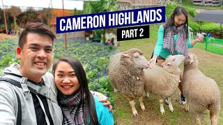 Things to do in CAMERON HIGHLANDS Malaysia Part 2  3 Days 2 Nights Travel Guide Travel Malaysia [upl. by Belayneh]