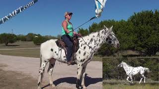 Ulrich Mystery Print registered gaited Appaloosa Stallion located in Texas  Shuffling Appaloosa [upl. by Maurine801]