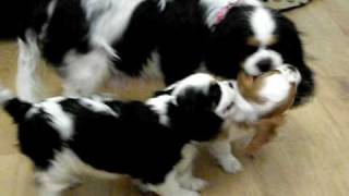 Cavalier king charles spaniel puppies 8 weeks old [upl. by Noraj]