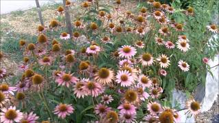 Echinacea Purpurea Purple Coneflowers for Immune System Support [upl. by Garek]