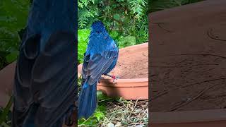 Ultramarine Grosbeak  Aviary Birds birds bird [upl. by Hercules634]