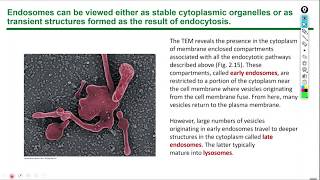 Junqueiras Basic Histology Text and Atlas Anthony Mescher [upl. by Analla]