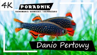 Danio Perłowy  Kompletny Poradnik 4K [upl. by Aihsile]