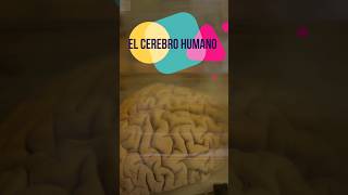 Cuántas Neuronas hay en el Cerebro Humano [upl. by Odlonyer179]