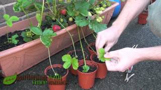 Planting Strawberry Runners Propagating Strawberries the easy way [upl. by Yleak]