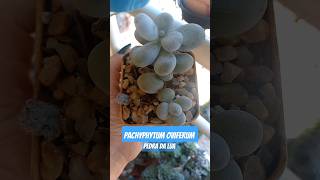 Pachyphytum oviferum succulents suculentas pachyphytum pachyphytumoviferum suculentasbrasil [upl. by Murton]