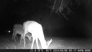 Cute little young buck with spikes in front of the camera Young deer come in behind night1 trailcam [upl. by Eiggep]