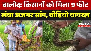 Python Caught in Balod शिकारी टोला में निकला 9 फीट लंबा अजगर मौके पर पहुंचा वन विभाग। MP News [upl. by Ariaz]