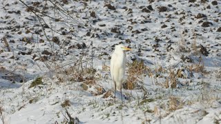 Ptaki w Dolinie Odry cz 6 🔅 Birds in the Oder Valley part 6 [upl. by Anaimad]