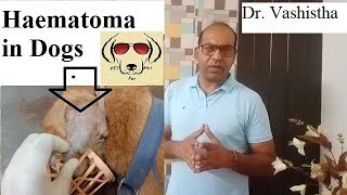 Know about Haematoma in Dogs VET For PET [upl. by Gatian907]