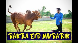 Bakra eid Mubarik By Peshori vines official [upl. by Lletniuq782]