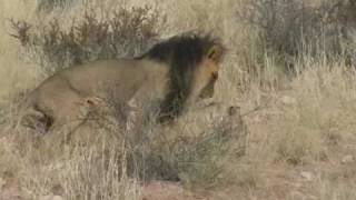 Lions in Love Kgalagadi South Africa [upl. by Enelime]