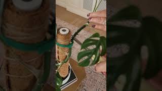 How to propagate a Monstera Mini plantpropagation plant monstera propagating propagate minima [upl. by Ebehp]