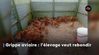 Grippe aviaire en Bretagne  l’élevage veut rebondir [upl. by Teraj]