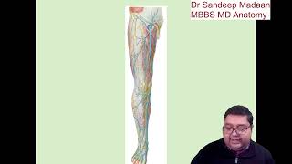 Superficial veins of lower limb ie Great saphenous vein amp Short saphenous vein [upl. by Conlan296]